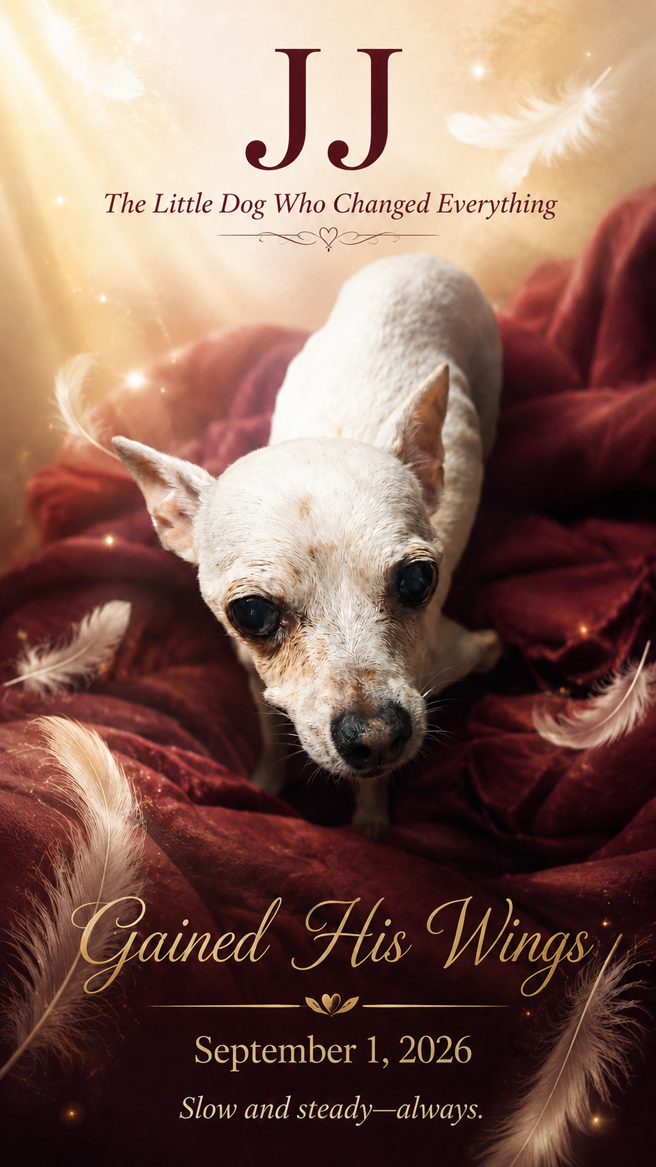 JJ, the little dog who changed everything, gained his wings September 1, 2026
