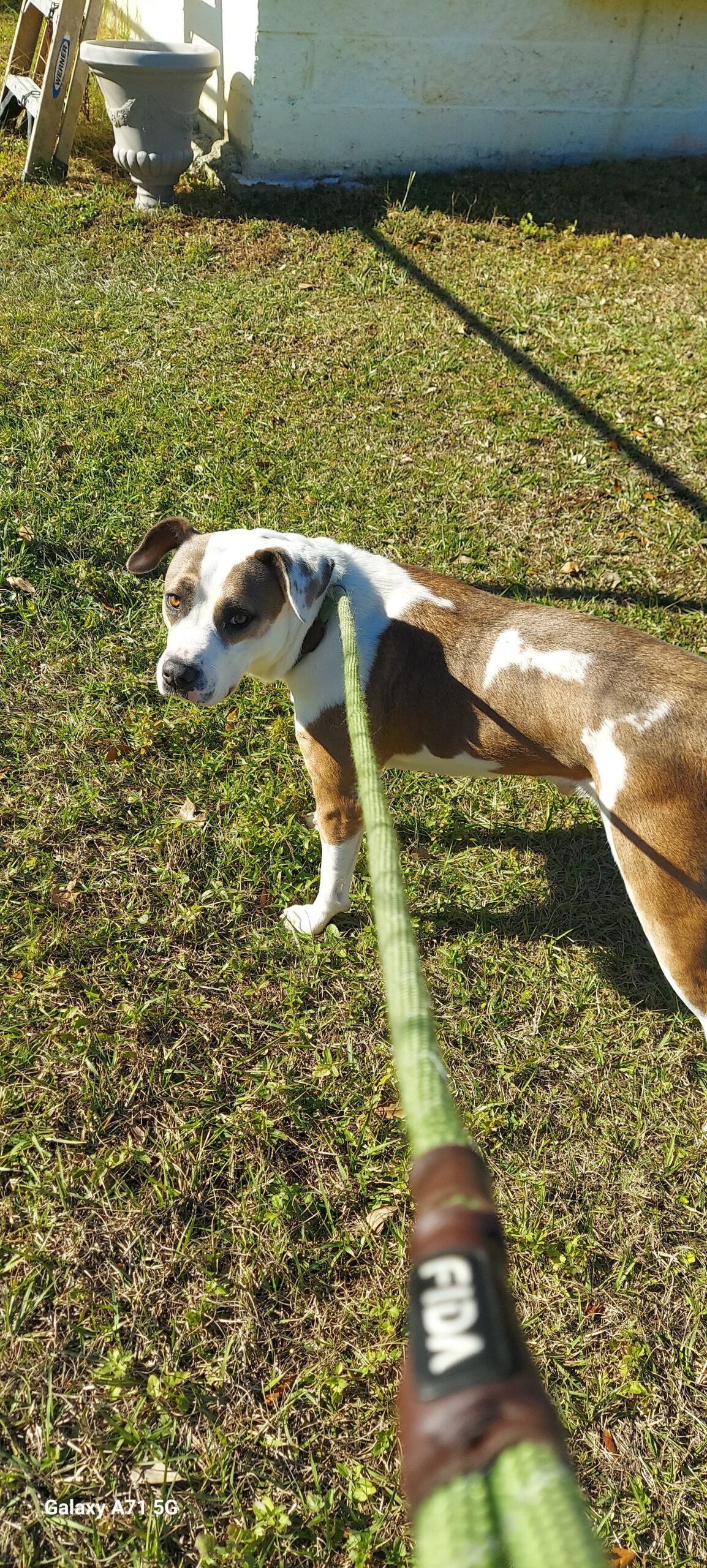 The real Trooper outdoors at the shelter