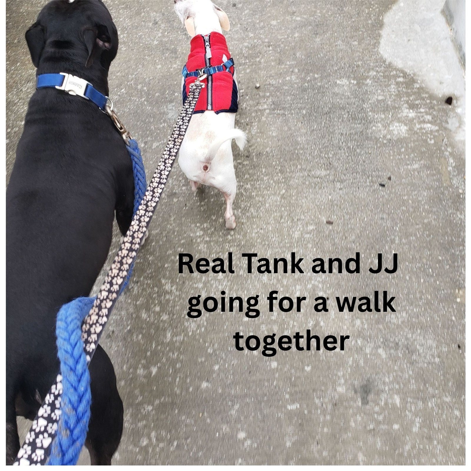 How JJ Met Tank the Pit Bull | Rescue Pet Children Book - Image 5